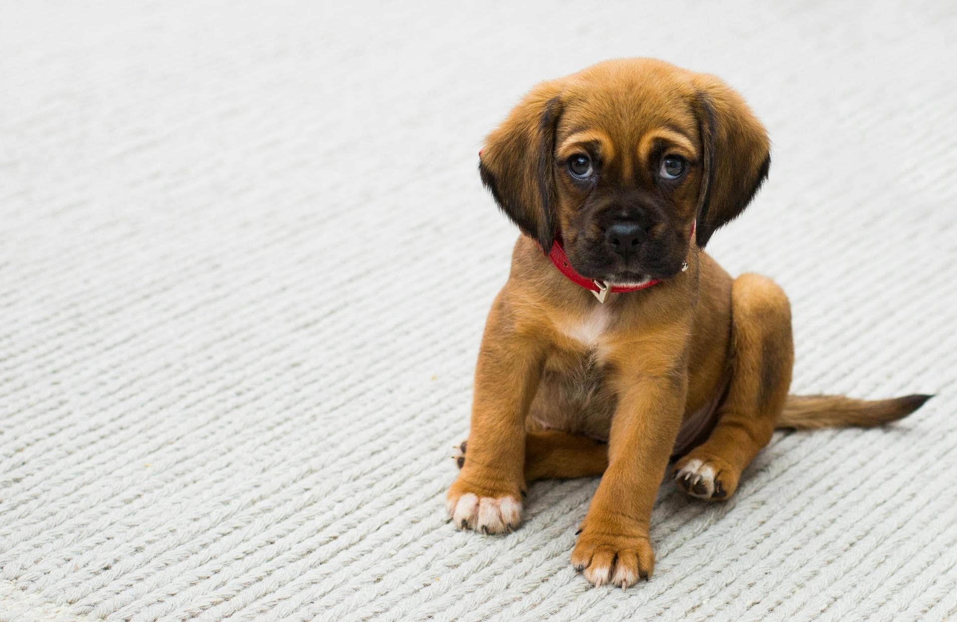 Specialist Vets in Boise