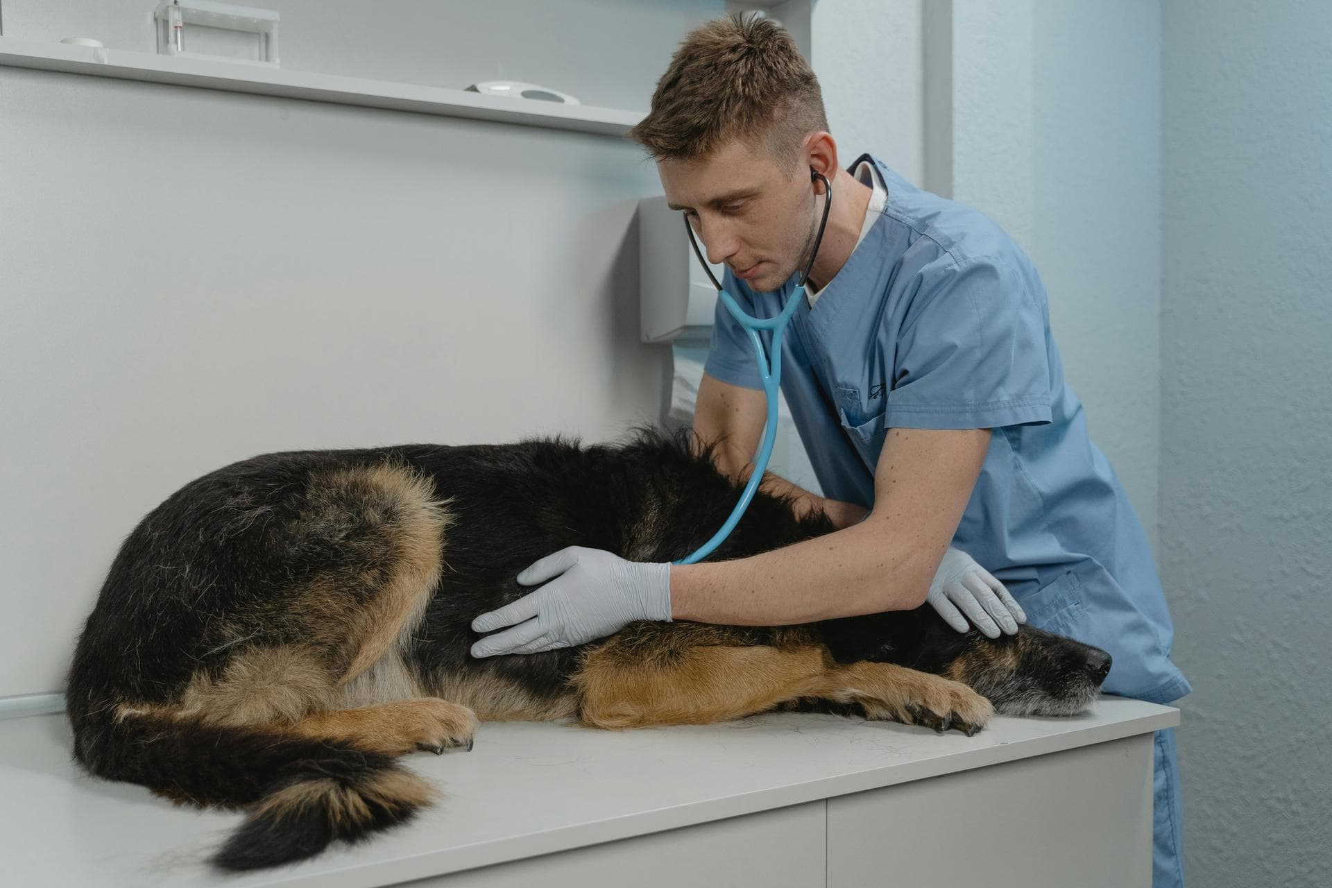 Dog & Cat Vets in Boise